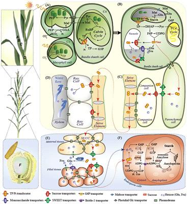 Coordination of carbon assimilation, allocation, and utilization for systemic improvement of cereal yield